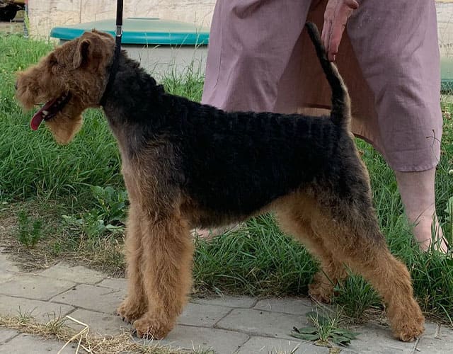 Удача из Петергофа