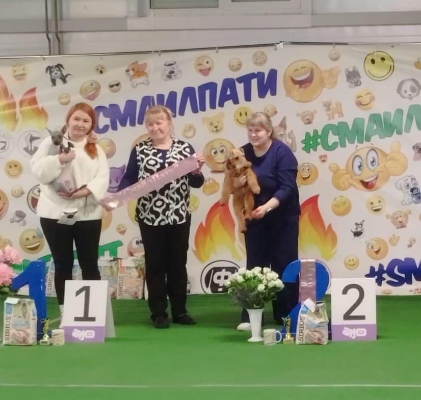 Вельштерьер Олимпия Из Петергофа